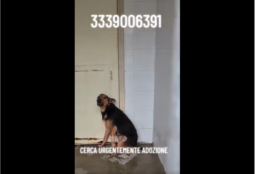 Qua la Zampa tweet media