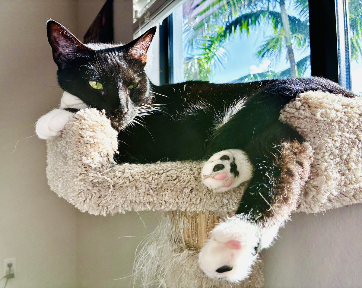 Heidi A. Johnson tweet media