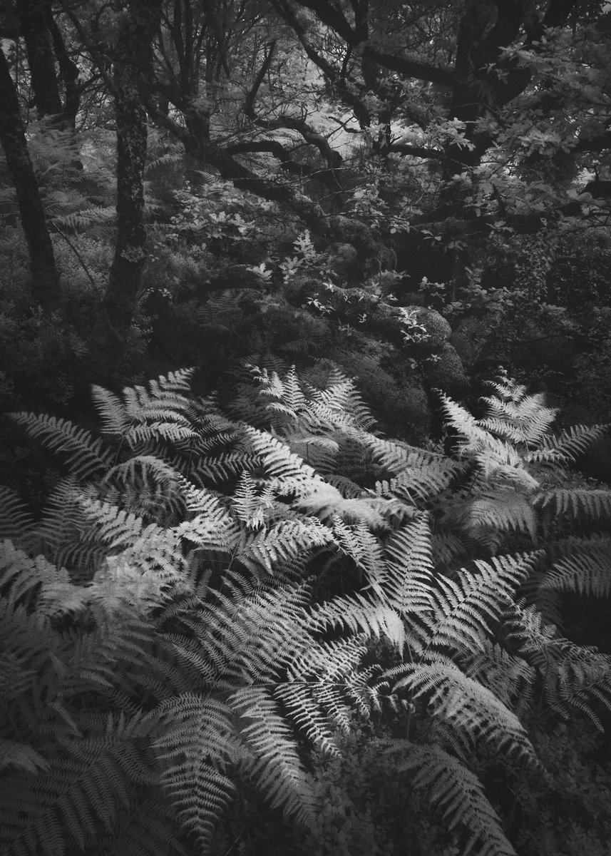 Damian Shields tweet media