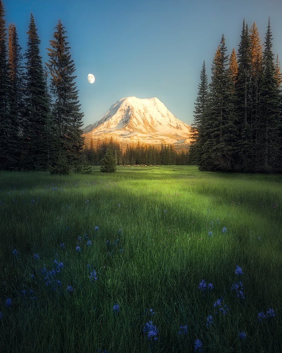 worldclick56's tweet photo. Mount Rainier, Washington 🇺🇲🍃 https://t.co/yvBznAVojU