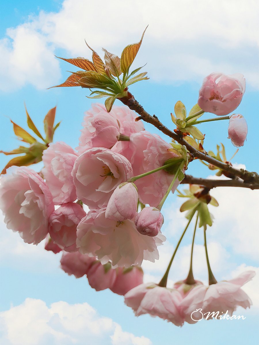 🍊夏みかん🎀 tweet media