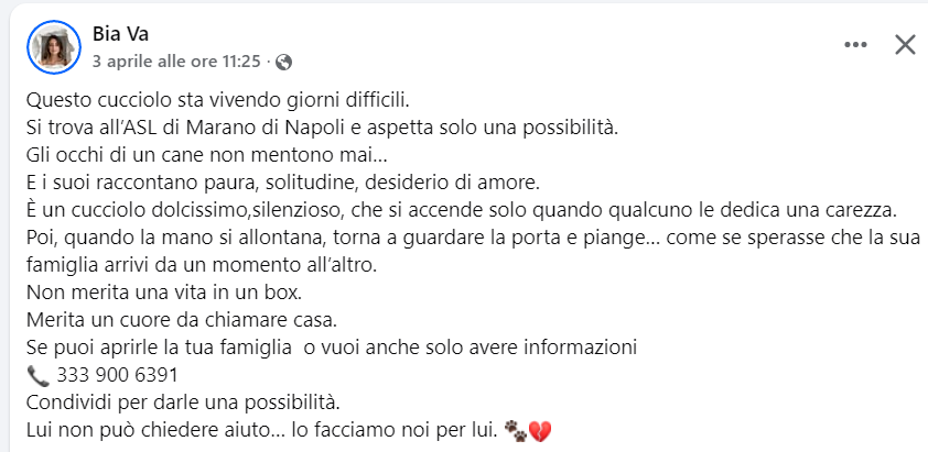 Qua la Zampa tweet media