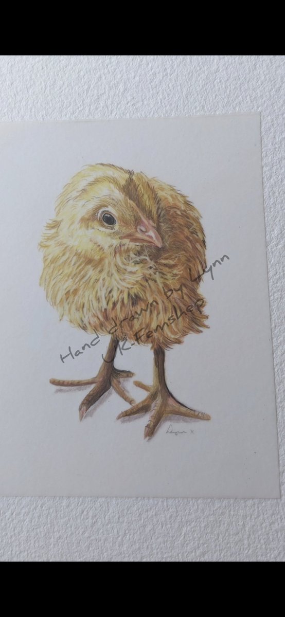 UkFemshep's tweet image. Happy Easter everyone 🤗 🐣🐰 
A colour pencil chick drawing on 
Grafix Matte 0.005 Dura-Lar draughting Film

#handdrawn
#myart
#colouredpencils