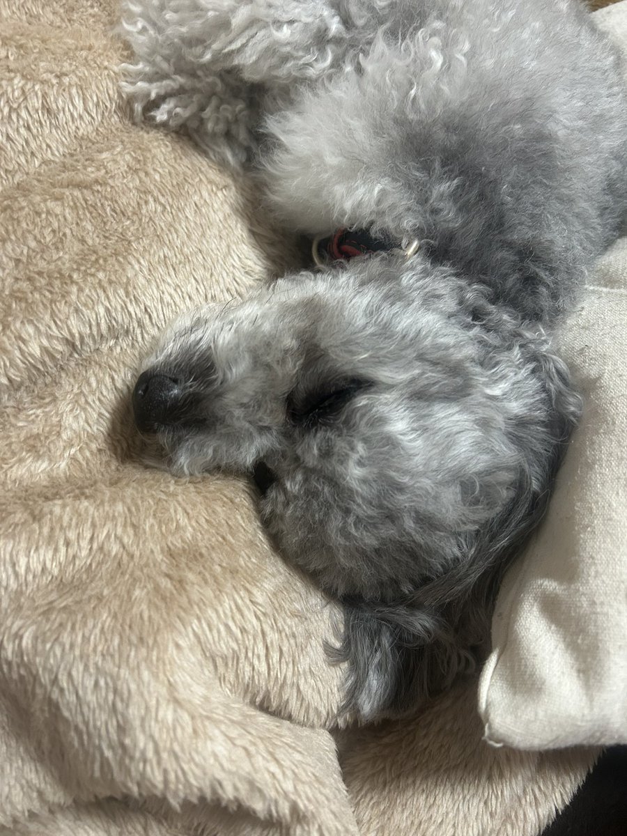 Akatsuki茶🌿 tweet media