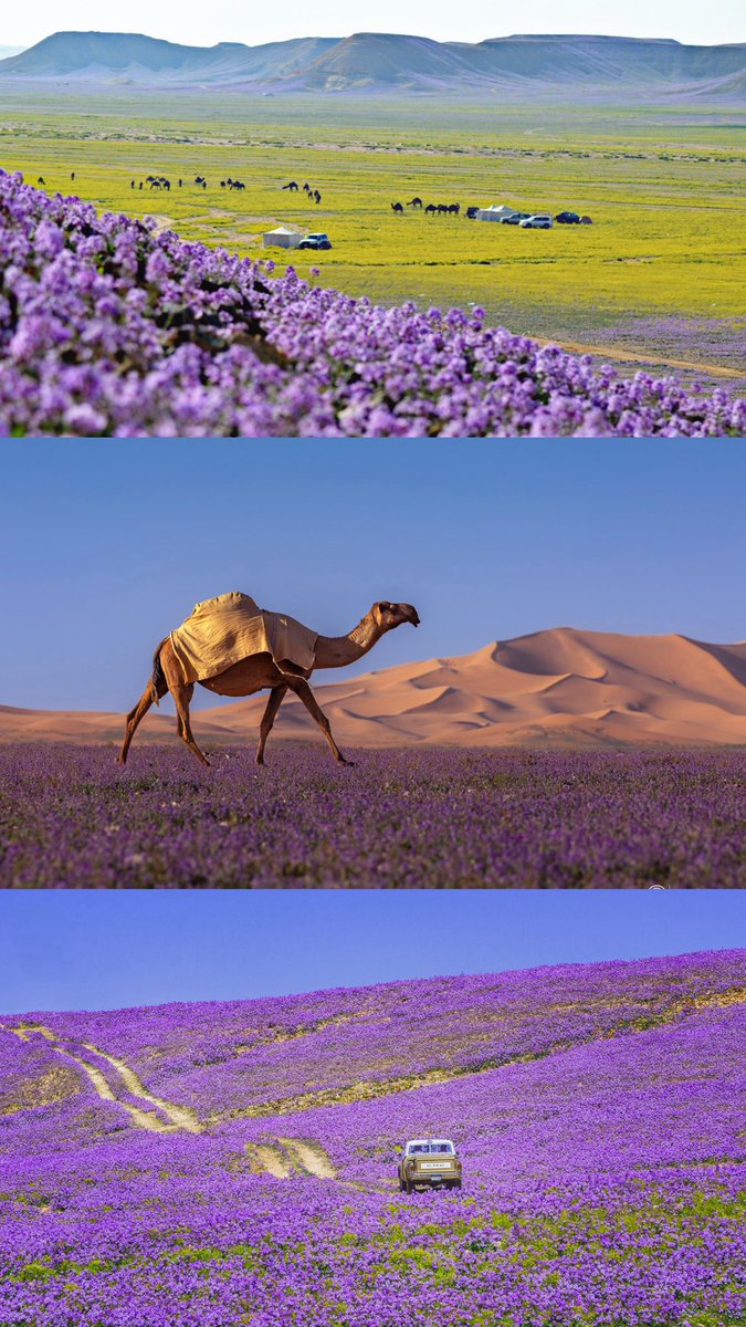 بداح tweet media