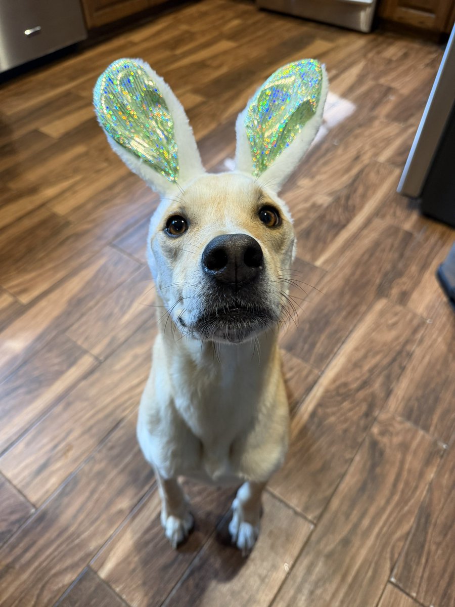 koda 🕷️🛢️ tweet media