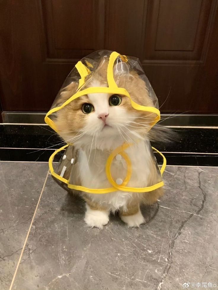 คาปิเด้น🐶 tweet media