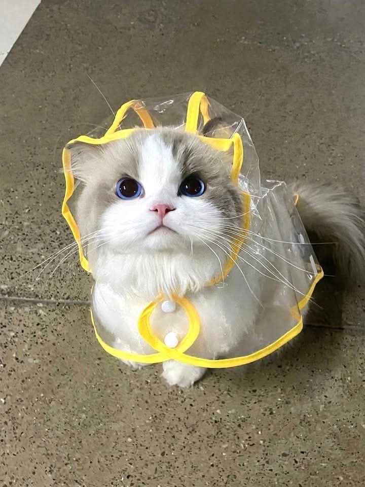 คาปิเด้น🐶 tweet media