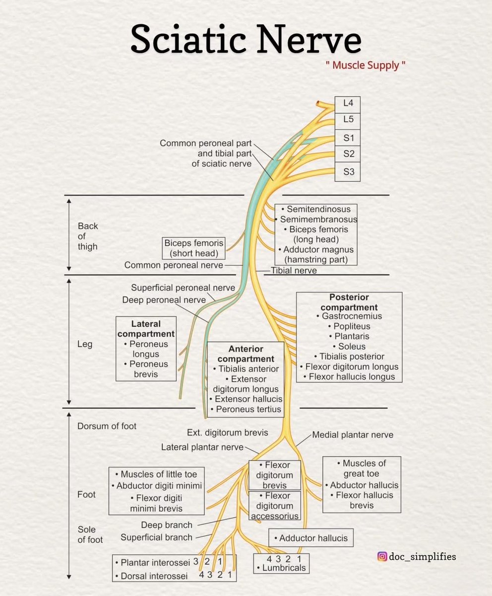 Oren Gottfried, MD tweet media