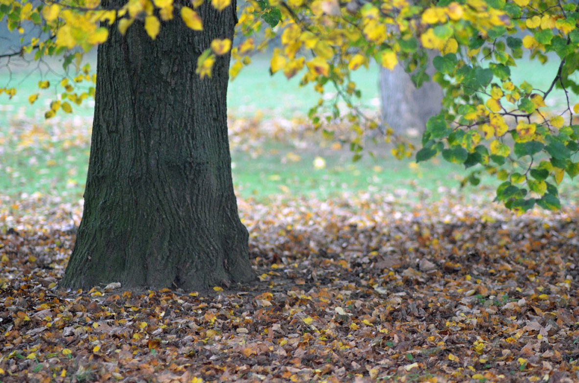 DebbieJayephoto's tweet image. My Entry for the Light Space &amp;amp; Time Online Fusion Art – Leaves and Petals
Foglie e Petali
Photography by Debbie Jaye Photography
#leaves #petals #nature #photography #photographer #photos #lovephotos #Spring #Autumn #loveseasons #loveautumn #lovespring