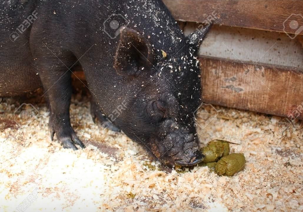 SuperDuper tweet media