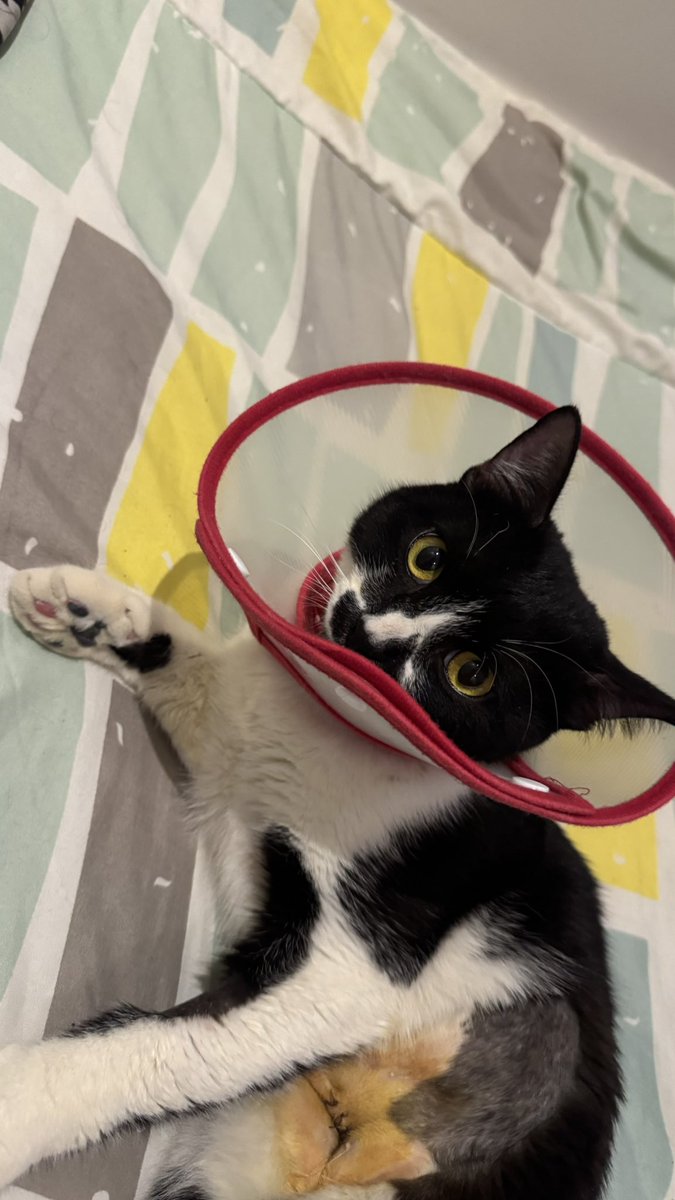 Asem Alshehri tweet media