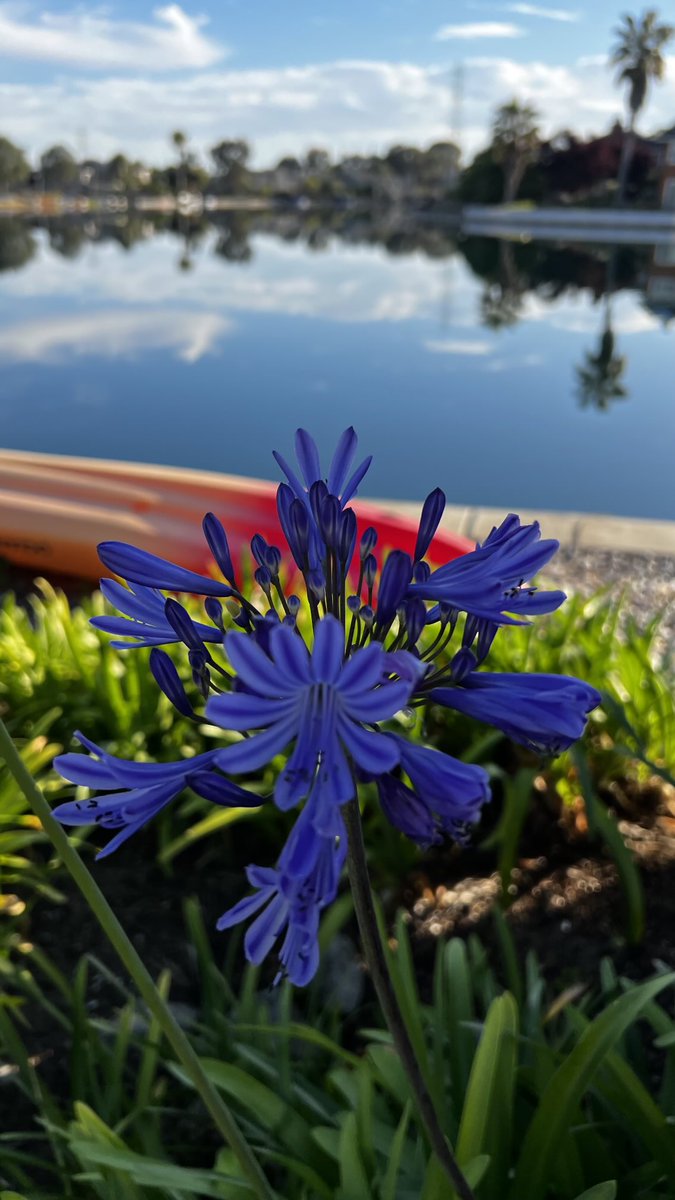 Cindy Wang tweet media