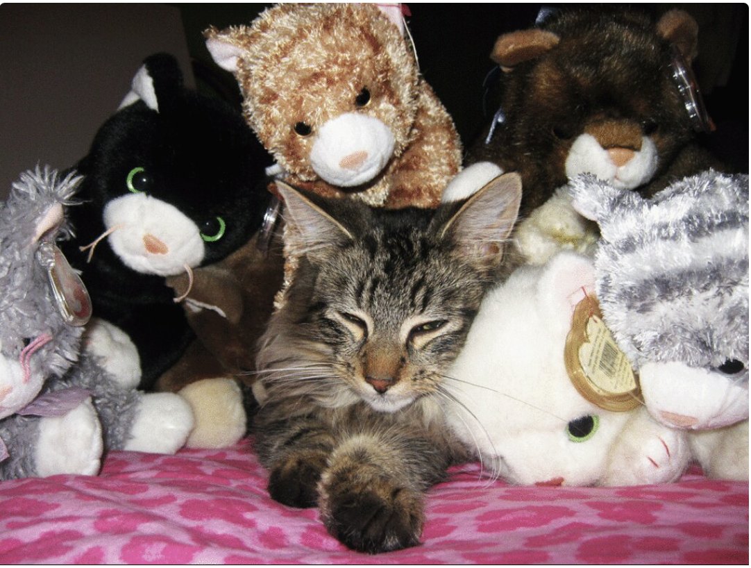 OMG HI KITTY!! tweet media