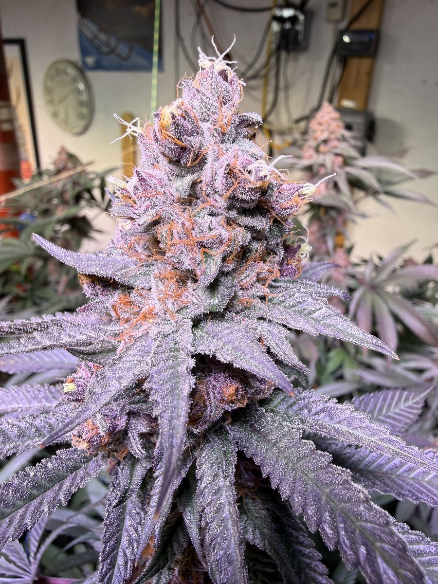 Susumu Kodai tweet media