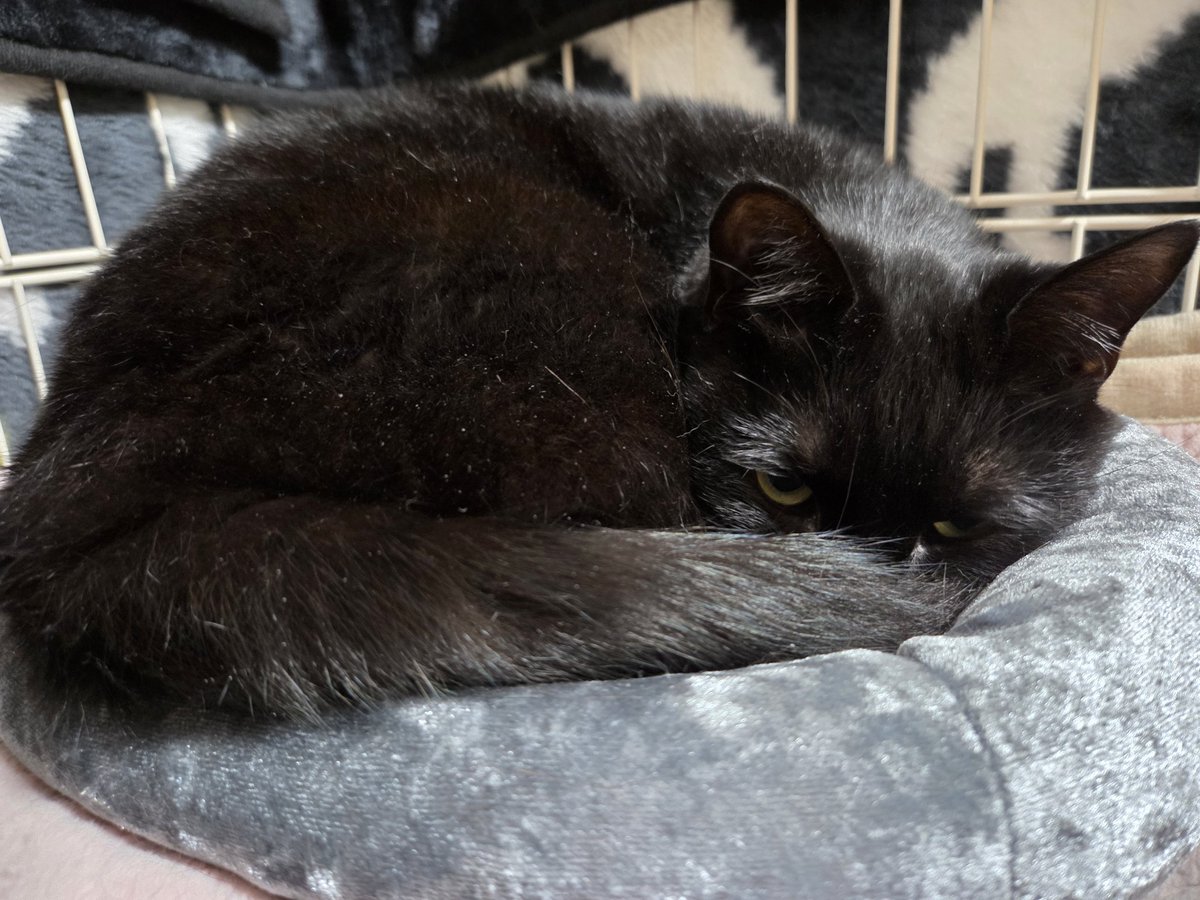 insect_64 tweet media