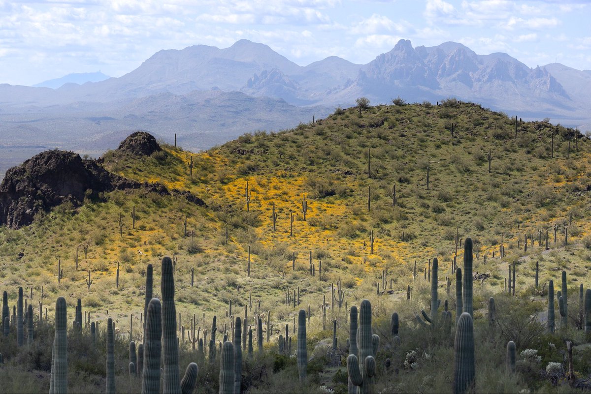 Stephen Diephuis tweet media