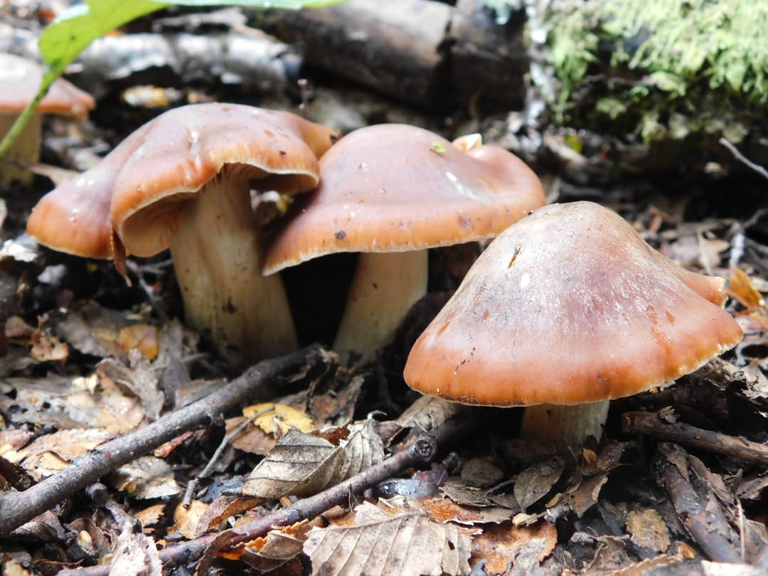 Recorriendo Montañas tweet media