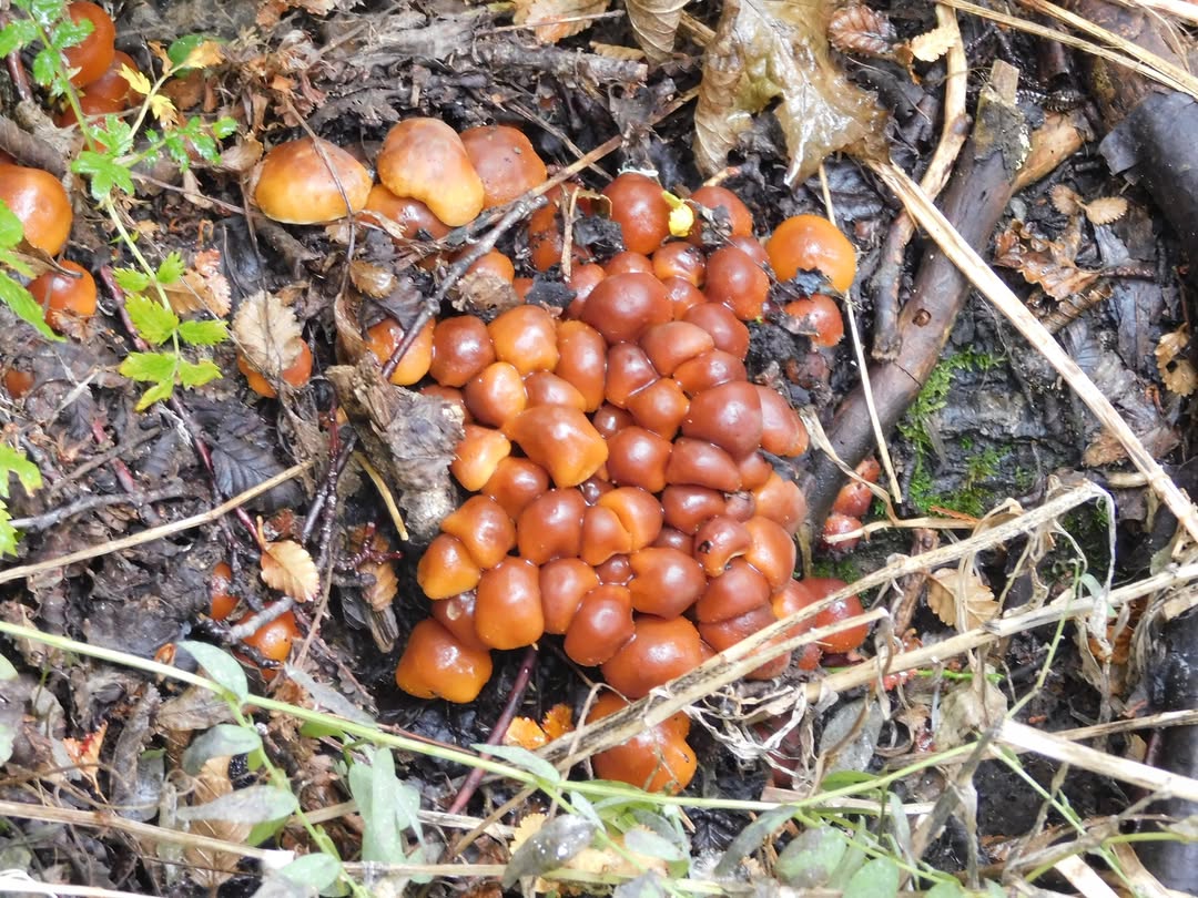 Recorriendo Montañas tweet media