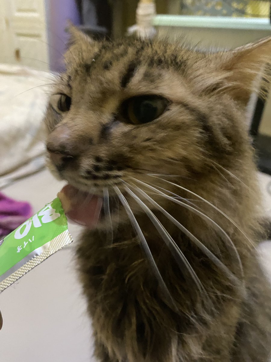 Empat M | Open Adopt Kucing Free tweet media