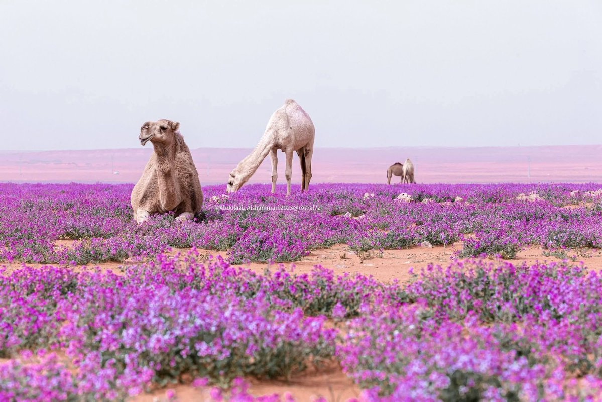 Mr Rehman Wazir tweet media