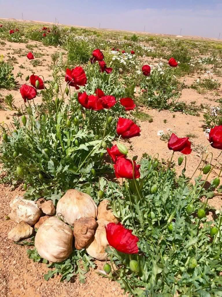 Mr Rehman Wazir tweet media