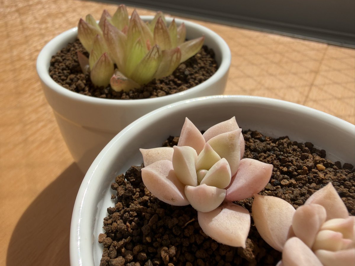 2mayo_1210's tweet photo. どうぶつの花屋ってアプリ！
多肉植物頂きました！
良かったらコード使ってください！

招待コード

00000q75

良かったら使ってください！
#どうぶつの花屋 https://t.co/lQAbrvo8To