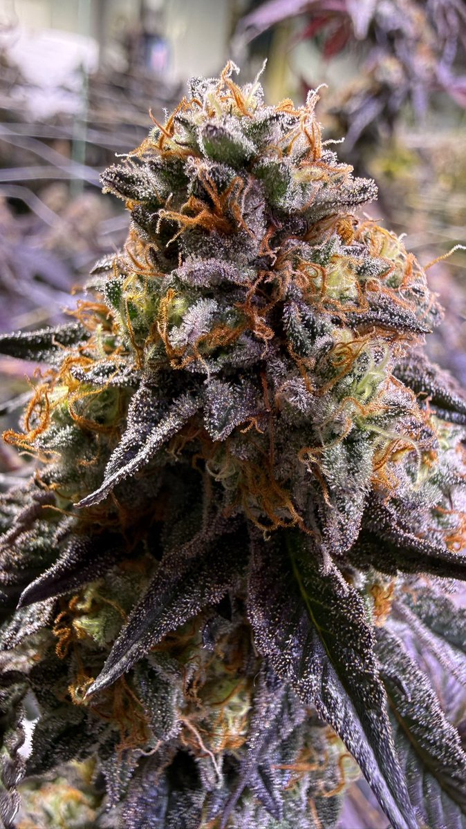 Susumu Kodai tweet media