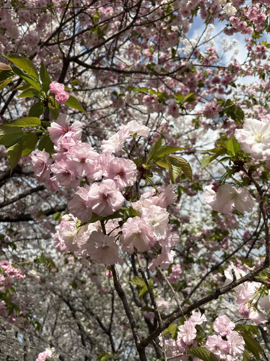 flexible334's tweet photo. 桜見てたら1日終わった https://t.co/b1siNurM7z