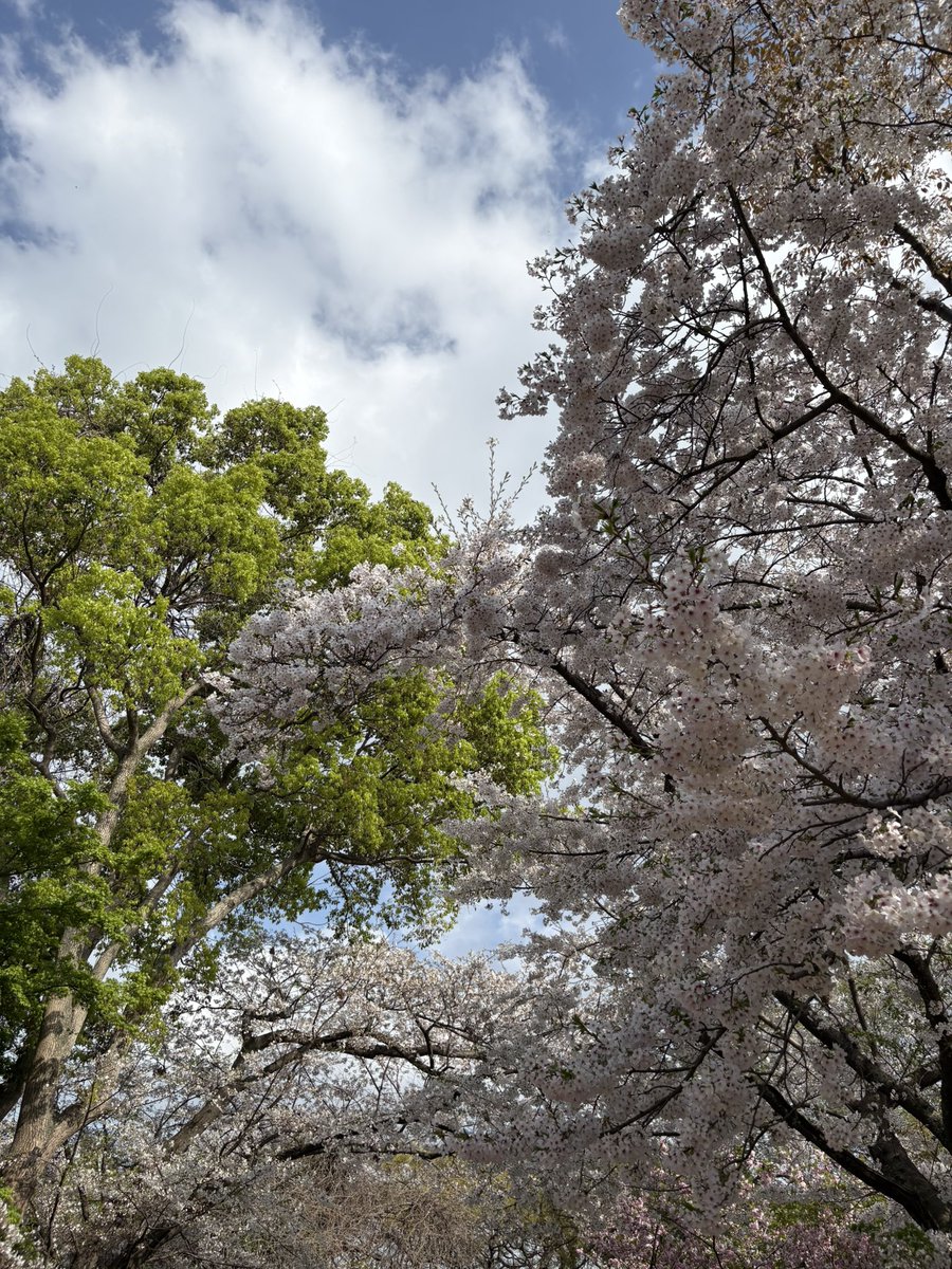 flexible334's tweet photo. 桜見てたら1日終わった https://t.co/b1siNurM7z
