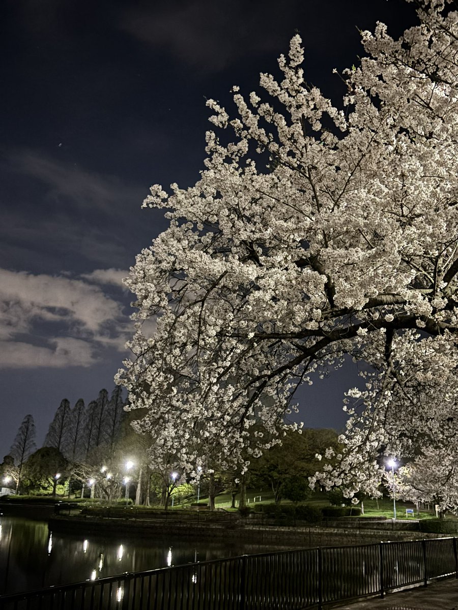 miyou217's tweet photo. 今年の夜桜 https://t.co/N1JfNZqFBP