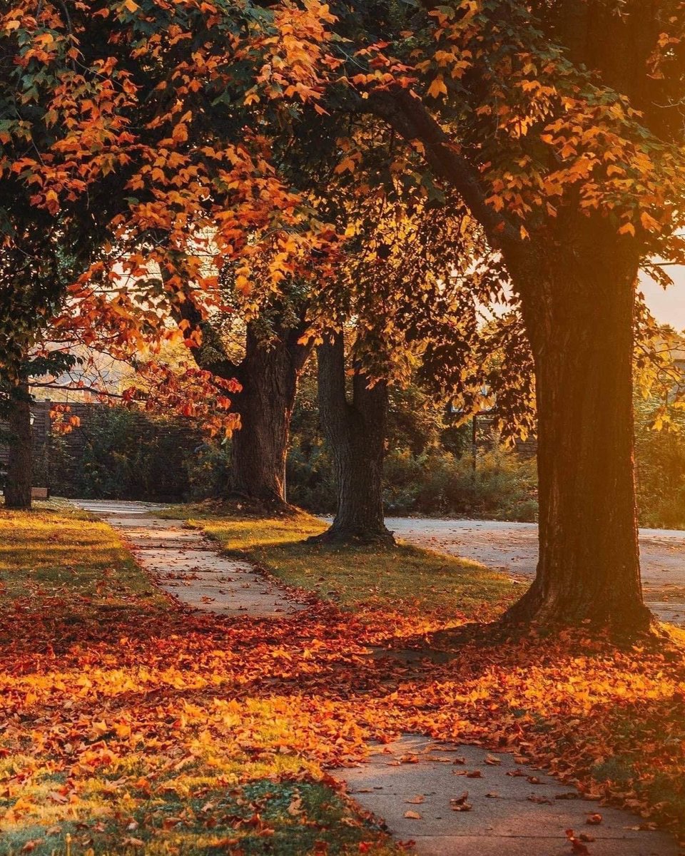 COZYVIBES tweet media