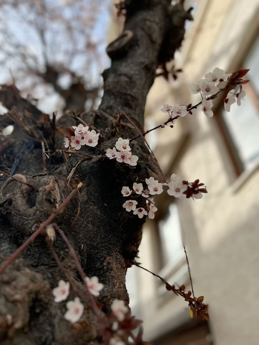 kuru daldan böyle çiçekler çıkması 
enfes değilde nedir

🌸