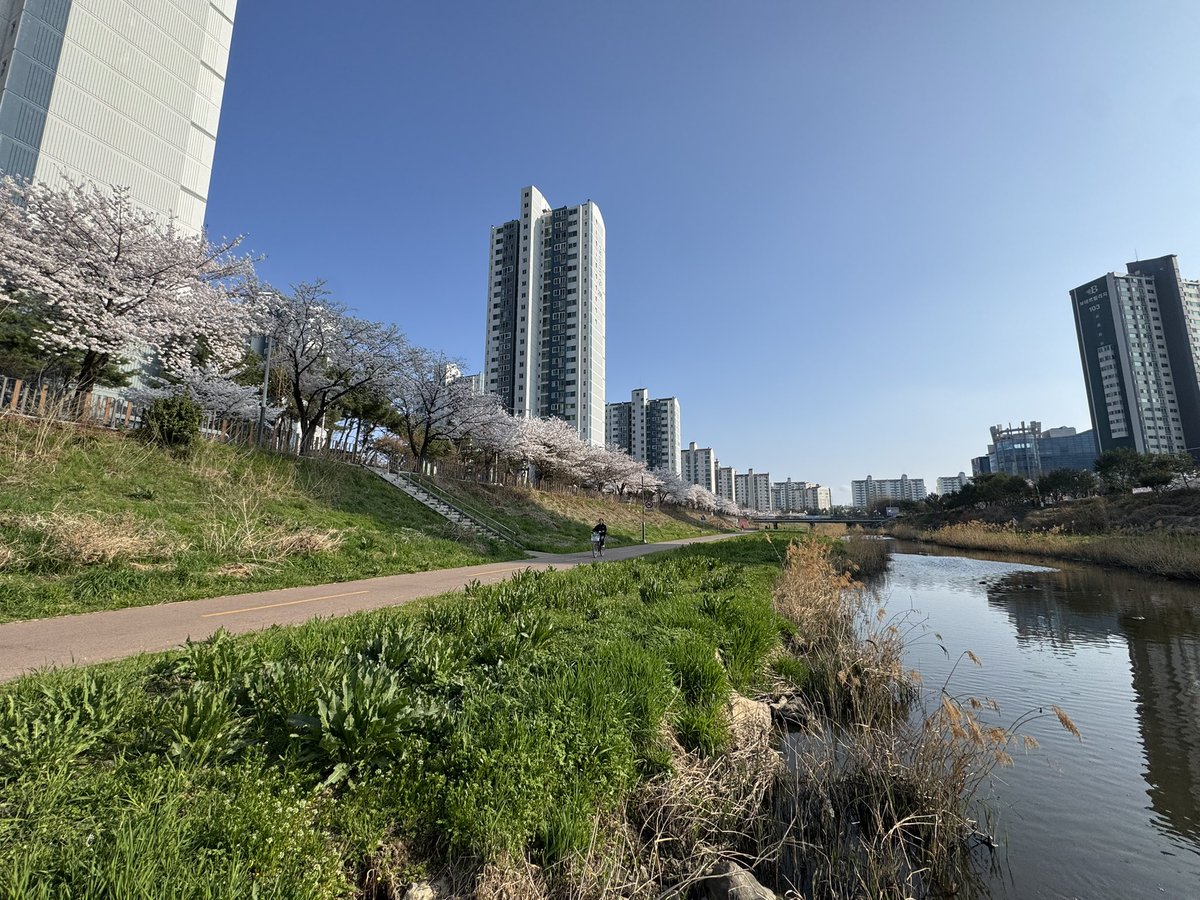 tyanukjin's tweet photo. 韓国のお花見 https://t.co/3Tba36D3Ac
