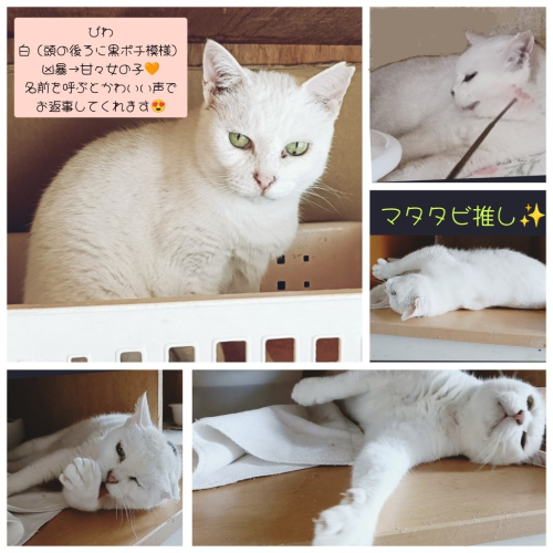 banbihouse.blog.fc2.com/blog-date-2026…
★JFEレスキュー(2024年12月)猫　推定４才びわちゃん永眠
★里親会ありがとう
アトラスくん＆アンナちゃんに里親様が決まりました。ありがとうございました。
次回は、４/１１（土）NeKo SanDoさん主催　保護猫譲渡会　島忠ホームズ川崎大師店　２F