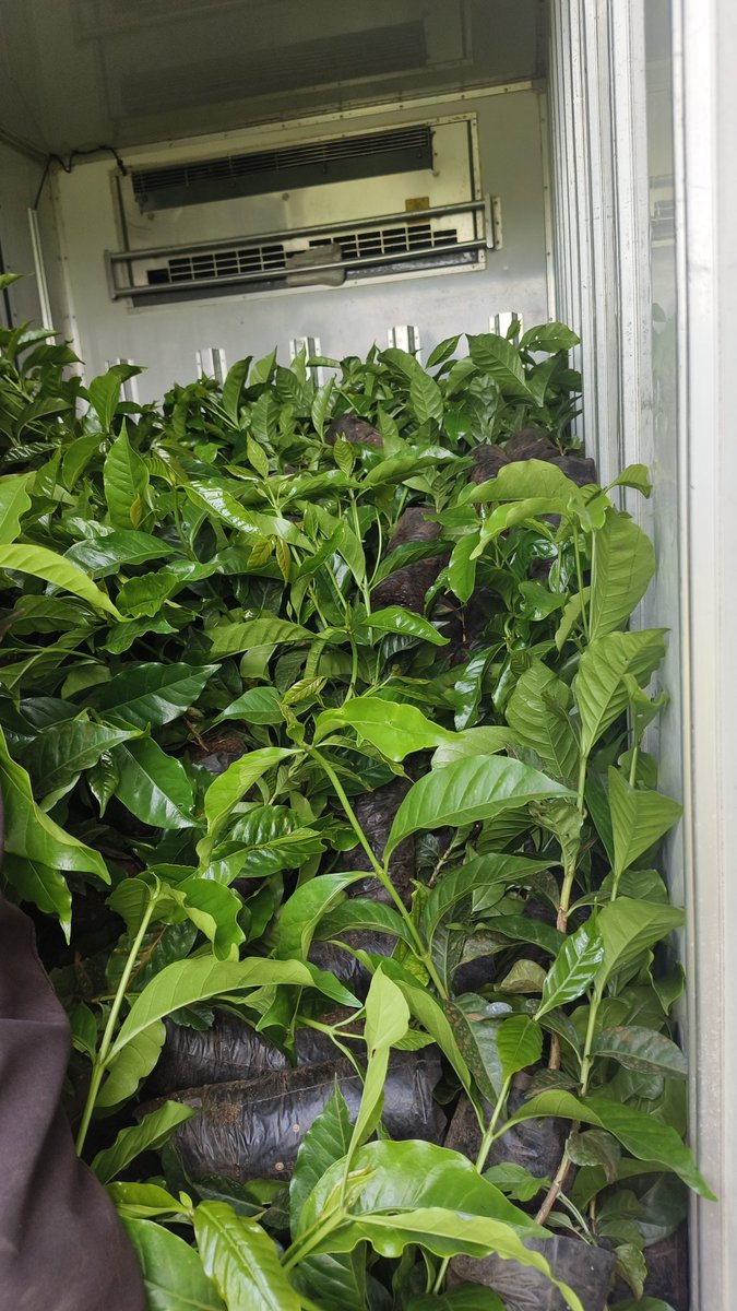 Cleotilda Jemutai tweet media