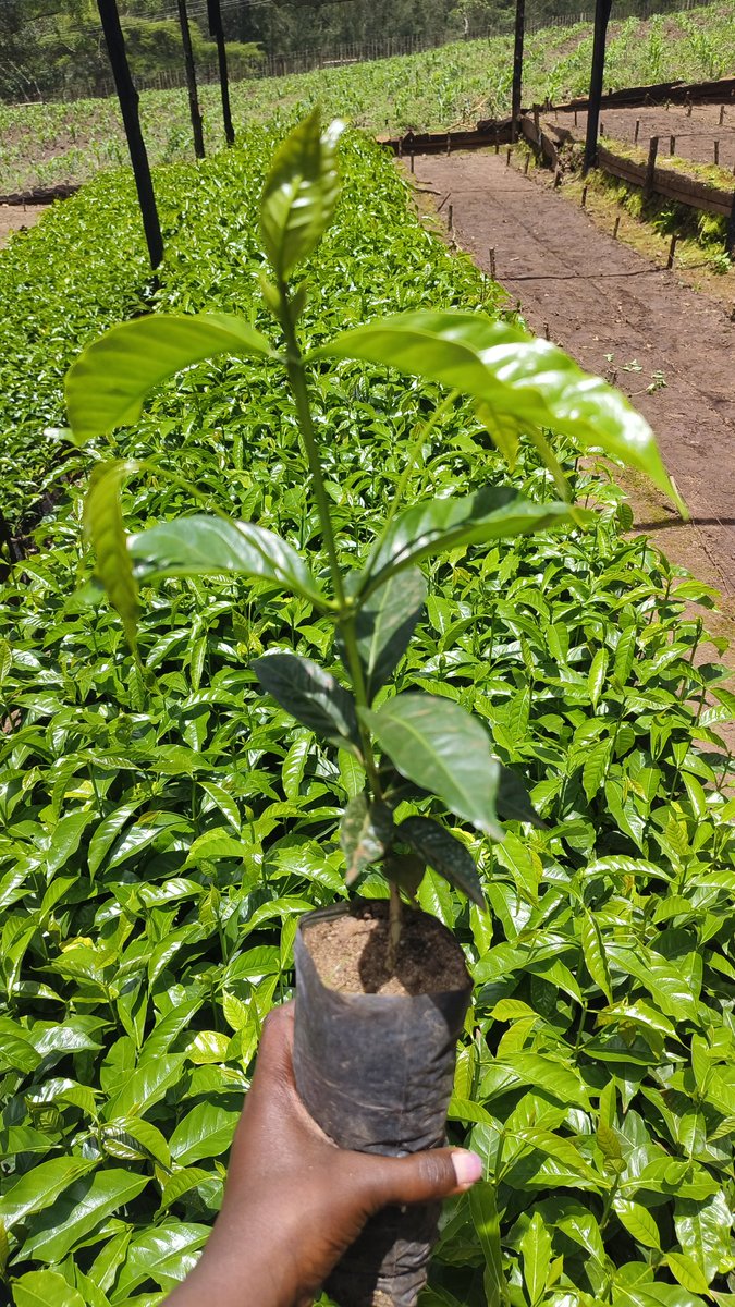 Cleotilda Jemutai tweet media