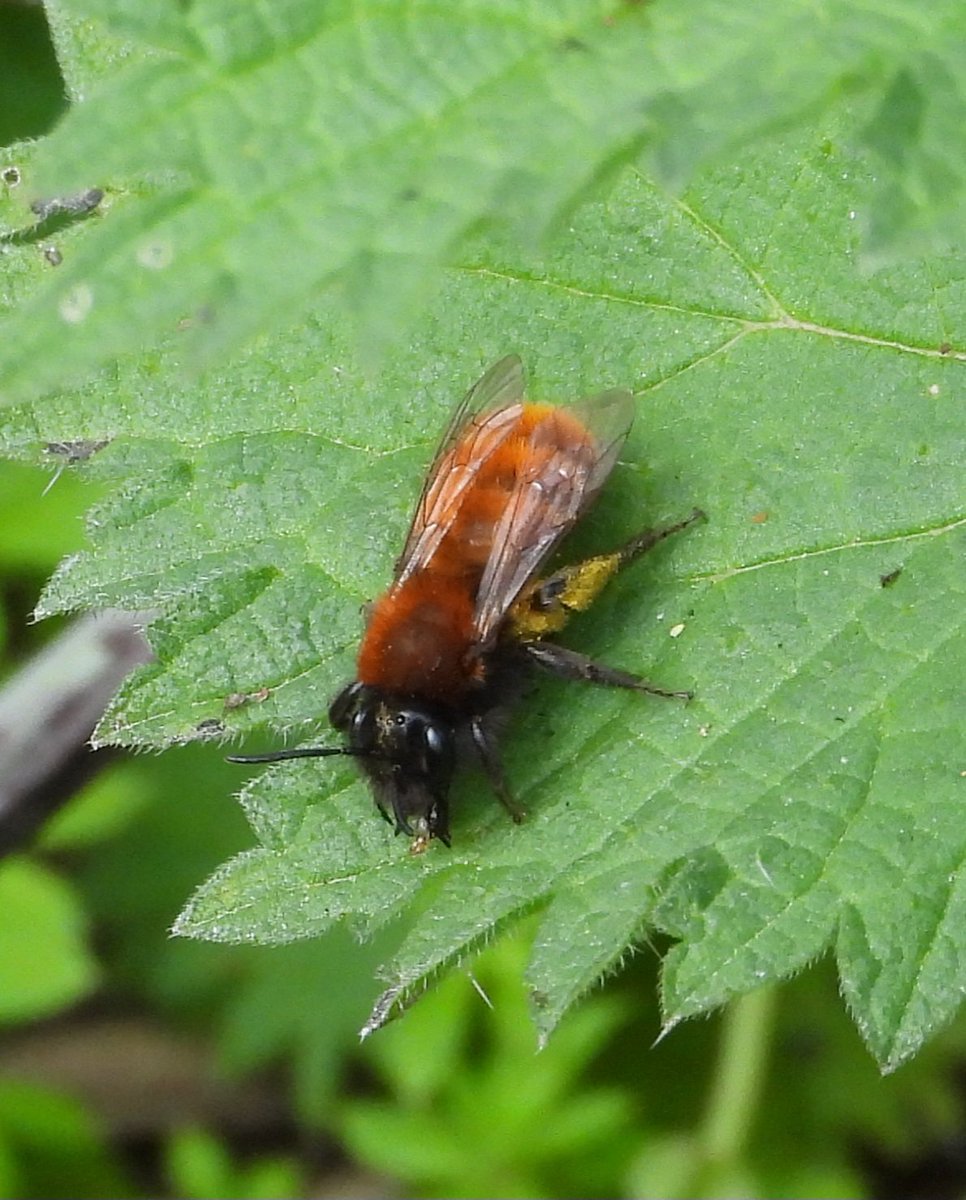 Mark32729033's tweet photo. It's that time of year again 📸🎉🐝🦋🪲 . Dark-edged bee-fly was a little tricky to pin down but was worth the wait as this tawny mining bee kept popping up😍. Furry drone fly and think a common carder all in a small patch of nettles. Brilliant👌 #insects #beewatching https://t.co/xfXOTOQejh