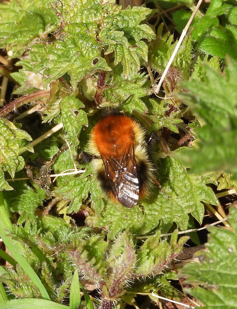 Mark32729033's tweet photo. It's that time of year again 📸🎉🐝🦋🪲 . Dark-edged bee-fly was a little tricky to pin down but was worth the wait as this tawny mining bee kept popping up😍. Furry drone fly and think a common carder all in a small patch of nettles. Brilliant👌 #insects #beewatching https://t.co/xfXOTOQejh