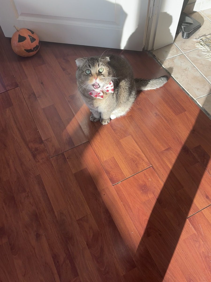 aysembg👩🏻🏫👩🏻🔬👩🏻💻🐅🐯🐈⬛ tweet media