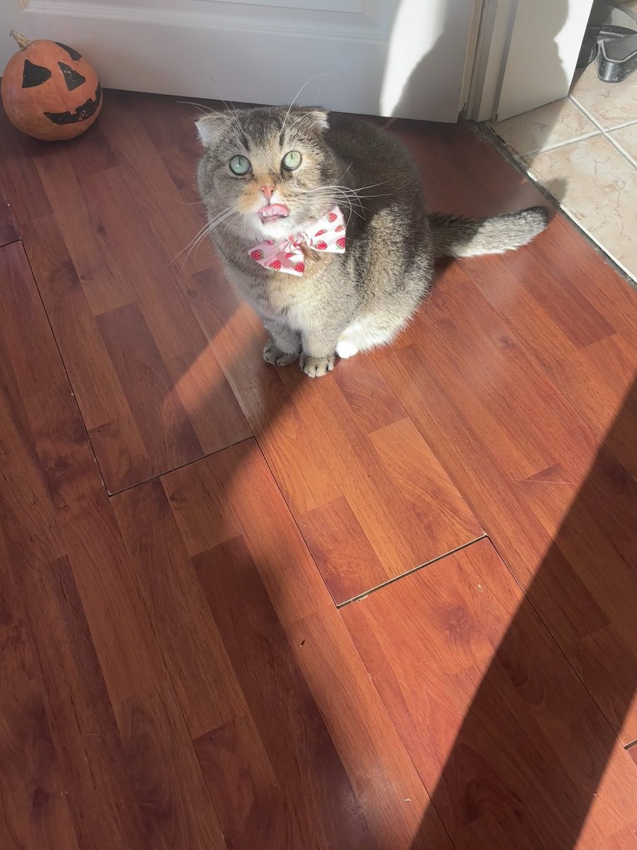 aysembg👩🏻🏫👩🏻🔬👩🏻💻🐅🐯🐈⬛ tweet media