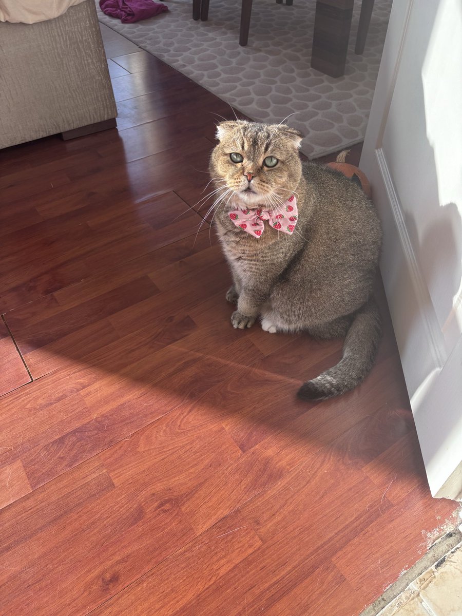 aysembg👩🏻🏫👩🏻🔬👩🏻💻🐅🐯🐈⬛ tweet media