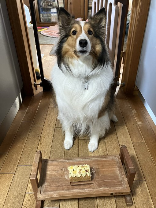 Luna_Sheltie_'s tweet photo. 携帯からログイン出来なくて更新全然出来ずに申し訳ない
5歳になりました https://t.co/nFF8sEx75B