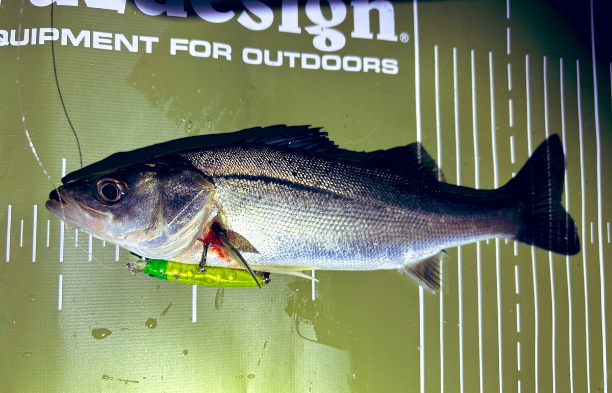 チュコ姐(釣り垢)@小物Love tweet media