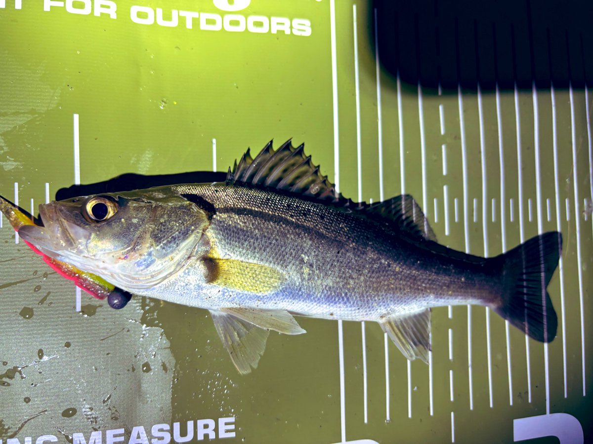 チュコ姐(釣り垢)@小物Love tweet media