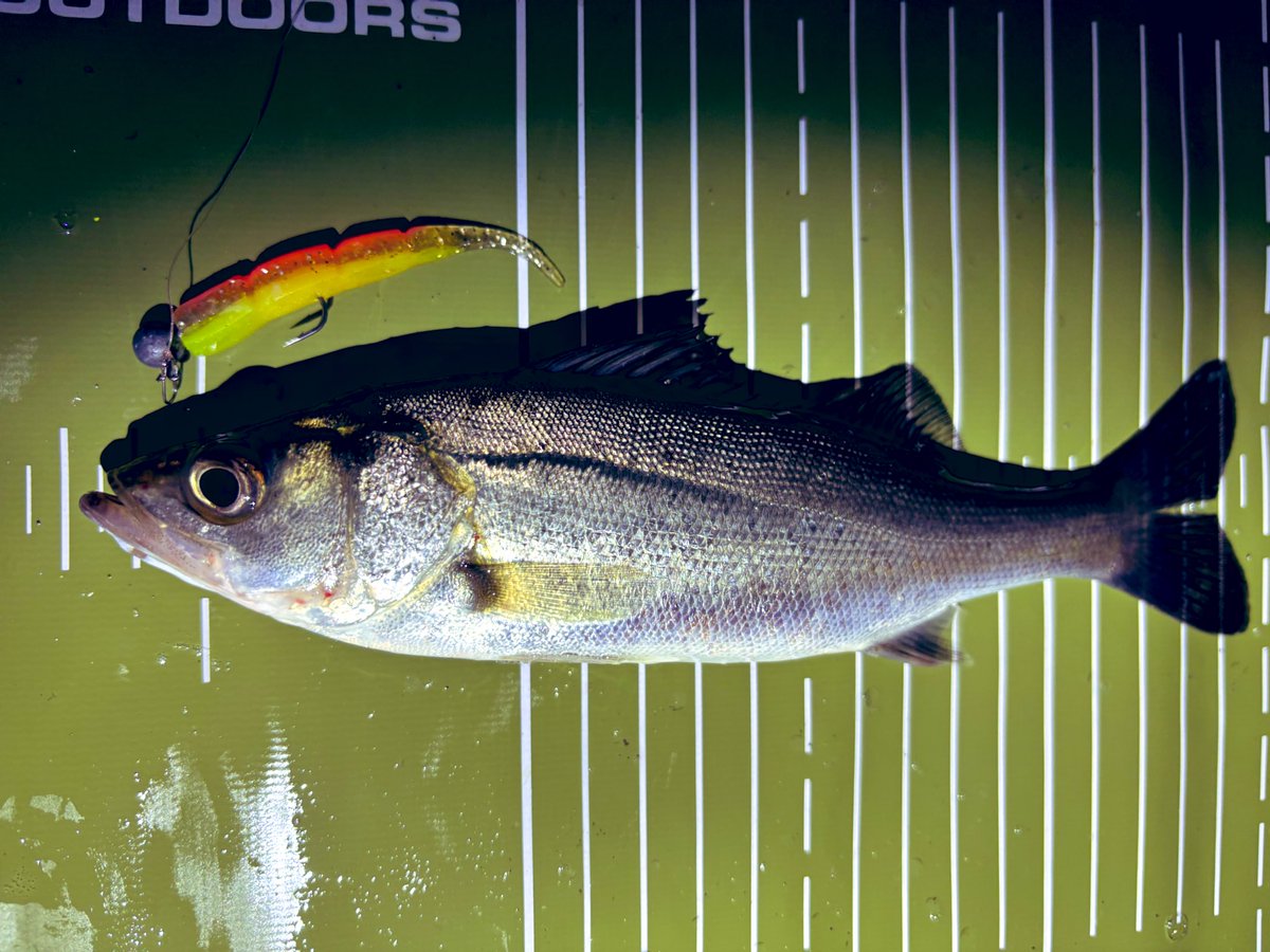 チュコ姐(釣り垢)@小物Love tweet media