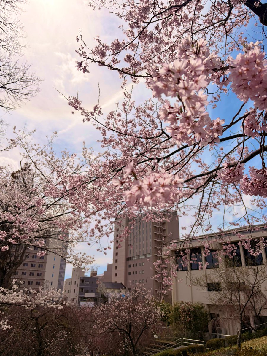 hitomi_solana's tweet image. 昨日教えて頂いた仙台のお花見スポット、会場隣の榴岡公園、開演前にちょこっとお花見してきました🌸
後、ふと見上げた仙台サンプラザホールの天井がカタツムリみたいでした🐌
#仙台の思い出 #crewlife