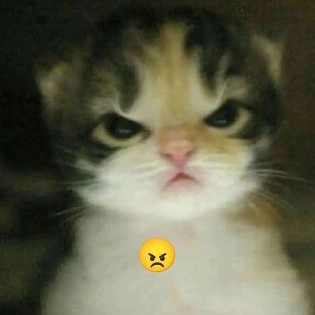 PunchingCat's tweet photo. https://t.co/wMa66x0BzZ
