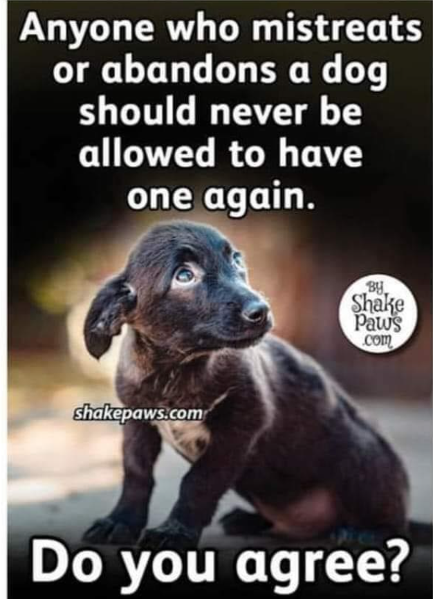 Best in Dogs tweet media