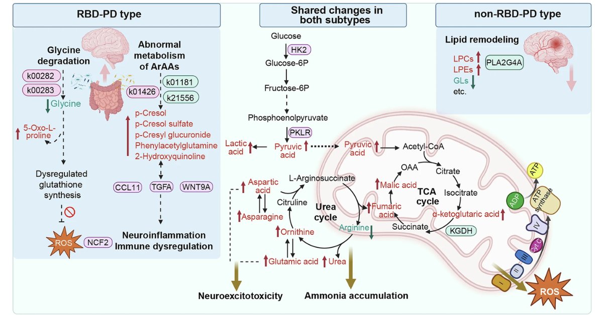 sigtrans_sttt's tweet photo. Distinct metabolomic &amp; proteomic signatures in #ParkinsonsDiseasewith REM sleep behavior disorder reveal #MetabolicReprogramming &amp; #GutMicrobiota–driven toxicity, informing early diagnosis &amp; disease progression. @CAS__Science
#STTT #OpenAccess: https://t.co/gXBnmMgGjO https://t.co/s78MIlP9su